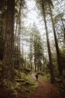 Back view of unrecognizable hiker walking along path among tall trees in forest in UK — стоковое фото