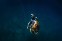From above of green turtle with brown shell swimming underwater in blue sea — Stock Photo