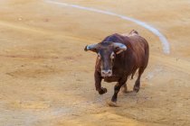 Taureau furieux avec fourrure brune courant le long des arènes sablonneuses pendant le festival traditionnel corrida — Photo de stock