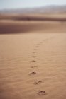 Detail of animal footprints in the desert sand at sunset — Stock Photo