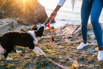 Seitenansicht einer unkenntlich gewordenen afroamerikanischen Besitzerin mit Spielzeug in der Hand, die mit dem Border Collie Hund spielt, während sie die Zeit zusammen am Strand in der Nähe des winkenden Meeres bei Sonnenuntergang verbringt — Stockfoto