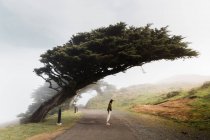 Female standing on paved road under amazing slanted cypress tree in foggy alley of Point Reyes State Park in California — Stock Photo