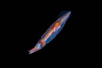 Calmar volant au néon avec corps capitonné transparent et armes légères dans un environnement naturel sous-marin sur fond noir — Photo de stock