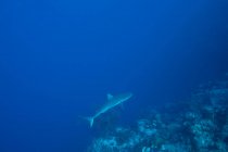 Enorme squalo selvatico della barriera corallina e pesci che nuotano su sfondo blu di acqua di mare pulita — Foto stock