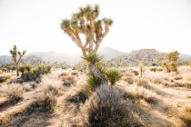 Paesaggio di palme da yucca in crescita sulla terra asciutta del deserto tropicale con montagne alla luce del tramonto nel Parco Nazionale di Joshua Tree — Foto stock