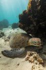Велика зелена морська черепаха плаває над дном у чистій блакитній воді океану — стокове фото
