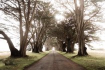 Perspective view of alley under sunlit arched cypress trees in Point Reyes State Park in California USA — Stock Photo