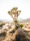 Landscape of growing yucca palm trees on dry land of tropical desert with mountains in sunset light in Joshua Tree National Park — Stock Photo
