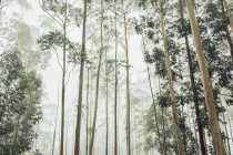 Von unten wachsen hohe grüne Bäume im Wald an einem nebligen Tag gegen bewölkten Himmel — Stockfoto