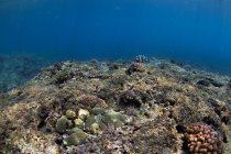 Vista subaquática do coral Acropora crescendo no fundo rochoso do mar com água azul — Fotografia de Stock