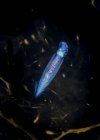 Lulas voadoras de néon com corpo dappled transparente e braços pequenos entre ambiente subaquático natural em fundo preto — Fotografia de Stock