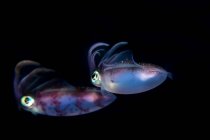 Неонові літаючі кальмари з прозорим тупим тілом та стрілецькою зброєю серед природного підводного середовища на чорному тлі — стокове фото