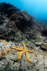 Vista submarina de estrellas de mar amarillas arrastrándose sobre un arrecife de coral rocoso en agua de mar clara - foto de stock