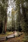 Мальовничий пейзаж з самотньою машиною, що йде по вологому асфальтовому шляху через густий ліс з високими вічнозеленими лісами у Державному парку Біг-Базін (Каліфорнія). — стокове фото
