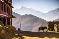 Мул с седлом и поводьями стоит на песчаной дороге в поселке, расположенном в горах Гималаев в солнечный день в Непале — стоковое фото