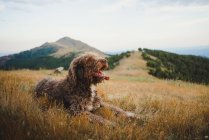Cão Labradoodle bonito com pele branca e marrom sentado com a língua na colina em terras altas — Fotografia de Stock