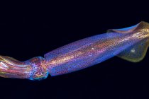 Neon flying squid with transparent dappled body and small arms among natural underwater environment on black background — Stock Photo