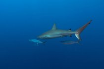 Величезний дикий риф акула і риба плавають на синьому тлі чистої морської води — стокове фото