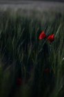 Paisaje de flores de amapola en el prado al atardecer - foto de stock