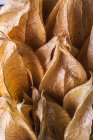Вид зверху на оранжевий фізіолог з листям — стокове фото