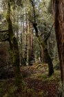 Floresta verde densa com sequoias cobertas por musgo alto em Big Basin Redwoods State Park nos EUA — Fotografia de Stock