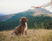 Carino cane Labradoodle con pelliccia bianca e marrone seduto con la lingua in collina negli altopiani — Foto stock