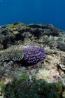 Vista subacquea del corallo di Acropora che cresce sul fondo roccioso del mare con acqua blu — Foto stock