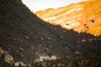 Stormo di uccelli che svettano su colline rocciose sulle montagne dell'Himalaya al tramonto in Nepal — Foto stock