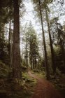 Ландшафт зеленого хвойного лісу з вузькою стежкою, що проходить серед високих дерев — стокове фото