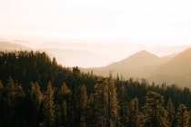 D'en haut paysage merveilleux avec des couronnes de grands arbres sempervirents contre les hautes terres brumeuses à l'horizon dans le parc national Sequoia aux États-Unis — Photo de stock