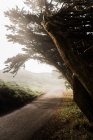 Perspective view of empty roadway in Point Reyes State Park with growing wind blown trees on side in fog — Stock Photo