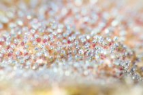 Nahaufnahme winzige Eier von Feldwebel-Bürgermeister-Fischen, die an der Oberfläche des Korallenriffs im transparenten sauberen Wasser des Meeres befestigt sind — Stockfoto