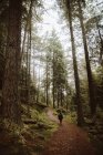 Back view of unrecognizable hiker walking along path among tall trees in forest in UK — стоковое фото
