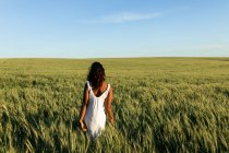 Indietro vista giovane signora nera in bianco abito estivo passeggiando sul campo di grano verde, mentre guardando lontano di giorno sotto il cielo blu — Foto stock