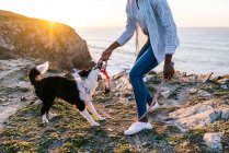 Side view of cropped unrecognizable African American female owner with toy in hand playing with Border Collie dog while spending time together on beach near waving sea at sunset — Stock Photo
