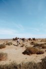 Vue arrière de l'homme local anonyme avec canne suivant groupe de chameaux par une journée ensoleillée dans le désert près de Marrakech, Maroc — Photo de stock