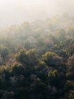 Meraviglioso paesaggio con corone di alti alberi sempreverdi contro gli altopiani nebbiosi all'orizzonte nel Parco Nazionale di Sequoia negli Stati Uniti — Foto stock