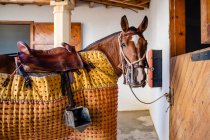 Vue latérale du cheval de châtaignier en équipement de protection debout dans la grange avant rejoneo — Photo de stock