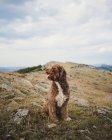 Cute Labradoodle dog with white and brown fur sitting with tongue out on hill in highlands — Stock Photo