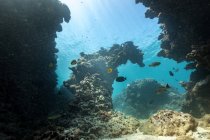 Escuela de pequeños peces en forma de arrecife nadando en medio de corales ásperos en el fondo del mar azul - foto de stock
