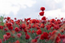 Ground level view of poppy flowers field on a cloudy day — Stock Photo