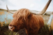Mucca cornuta marrone al pascolo mentre in piedi in recinto squallido in azienda nel Regno Unito — Foto stock