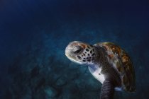 From above of green turtle with brown shell swimming underwater in blue sea — Stock Photo