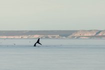 Baleia a sair do mar enquanto as gaivotas voam — Fotografia de Stock