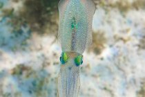 Сверху маленькие кальмары с пятнистой полупрозрачной кожей, плавающие над морским дном в чистой воде — стоковое фото