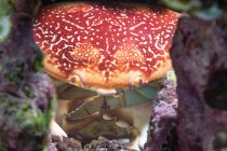 Von oben verstecken sich rote Krabben inmitten rauer rosafarbener Korallen im sauberen Wasser des Meeres — Stockfoto