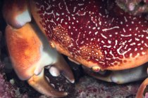 Dall'alto granchio rosso che si nasconde tra coralli rosa ruvidi in acqua pulita di mare — Foto stock