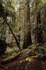 Dense evergreen forest with covered by moss tall redwoods in Big Basin Redwoods State Park in USA — Stock Photo