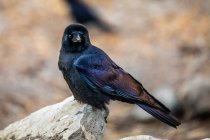 Western jackdaw with black and blue plumage sitting on stone and looking at camera in Nepal — Stock Photo