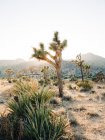 Landschaft wachsender Yucca-Palmen auf trockenem Land der tropischen Wüste mit Bergen im Sonnenuntergang im Joshua Tree Nationalpark — Stockfoto